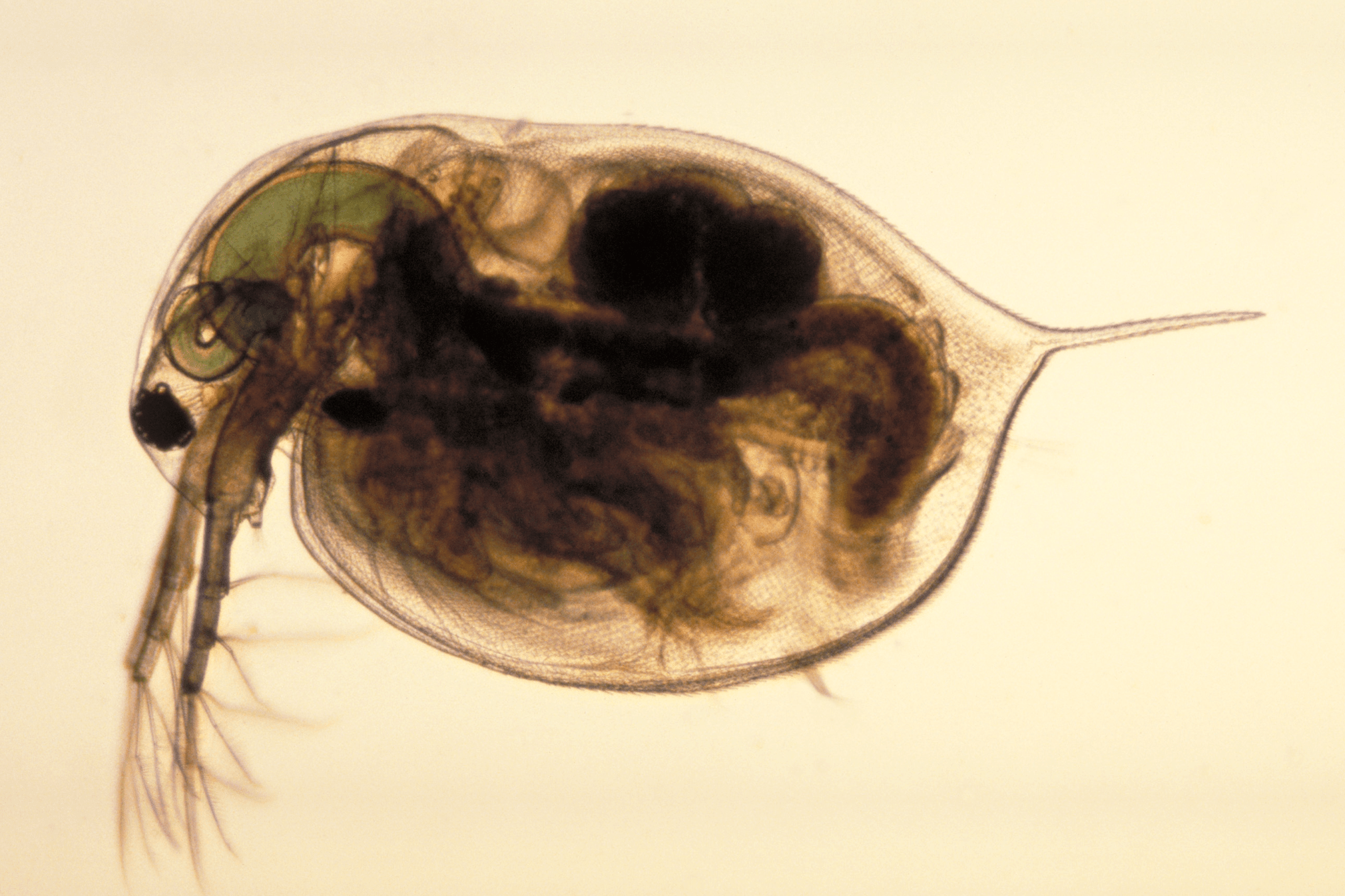 Perloočky fungují jako významný biosensor kvality vody